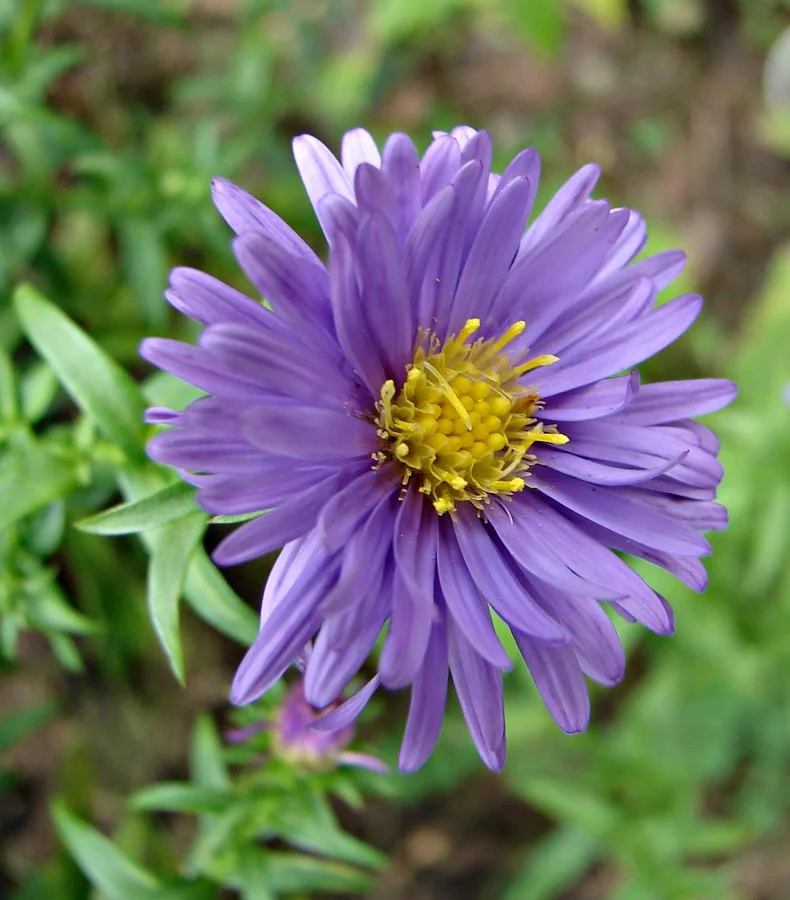 Aster DEX: Breaking Down the Hype, The Coin, and The Actual Point